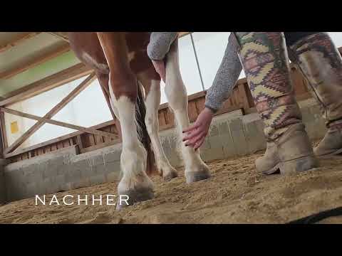 Video: Pferd lernt entspannt die Hufe zu geben – Training mit Jasmin Rogatsch
